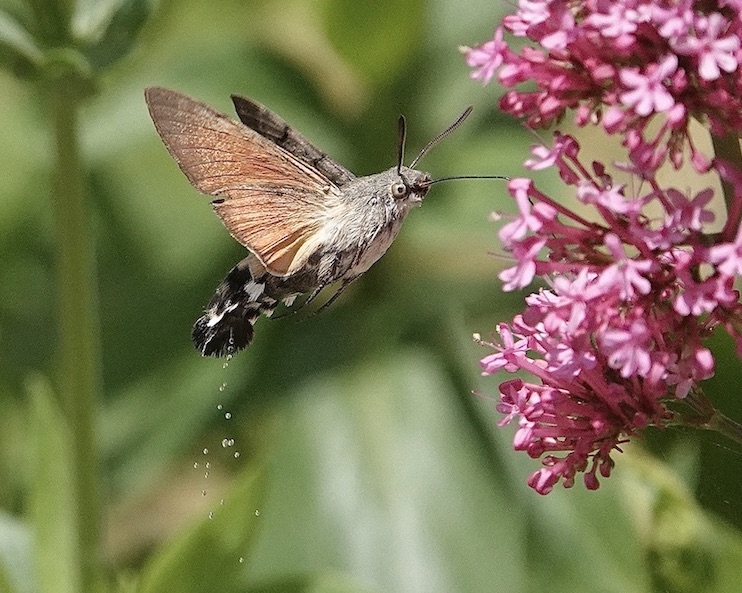 hummingbird hawkmoth